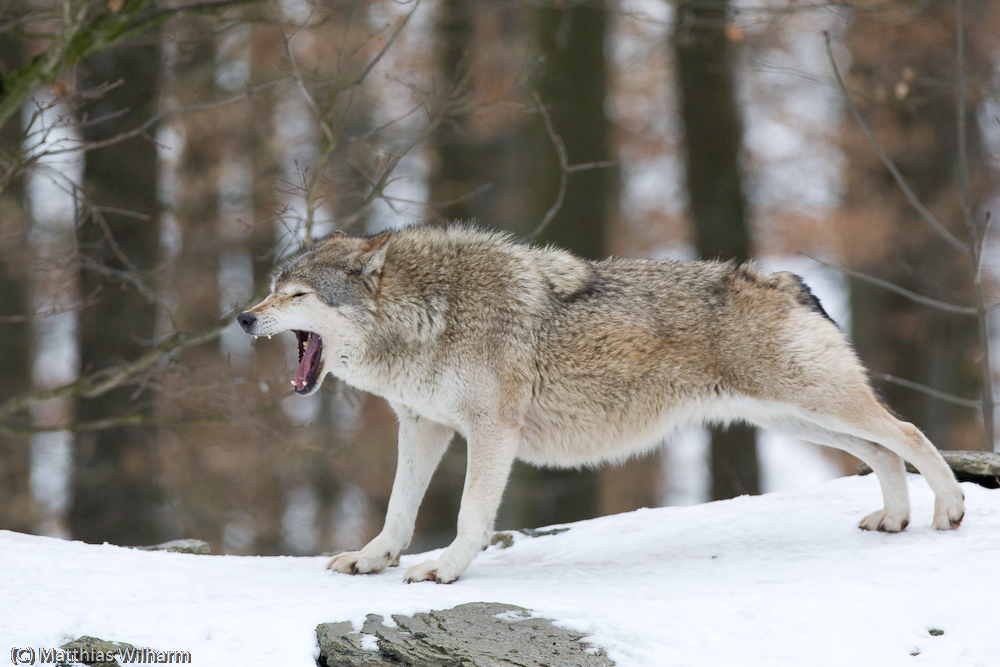 Timberwolf - Gähn