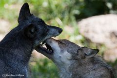 Timberwolf - Gegenseitige Pflege