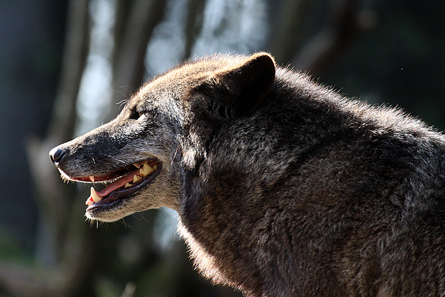 Timberwolf im Gegenlicht