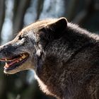 Timberwolf im Gegenlicht