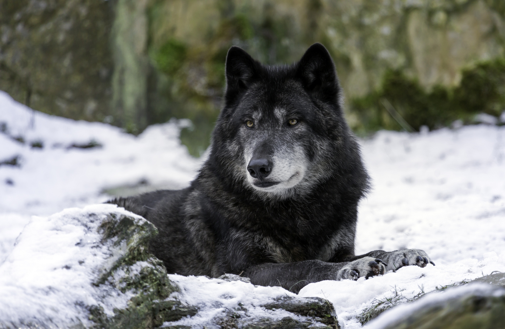 Timberwolf im Schnee