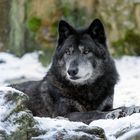 Timberwolf im Schnee