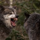 Timberwolf im Zoo Hannover