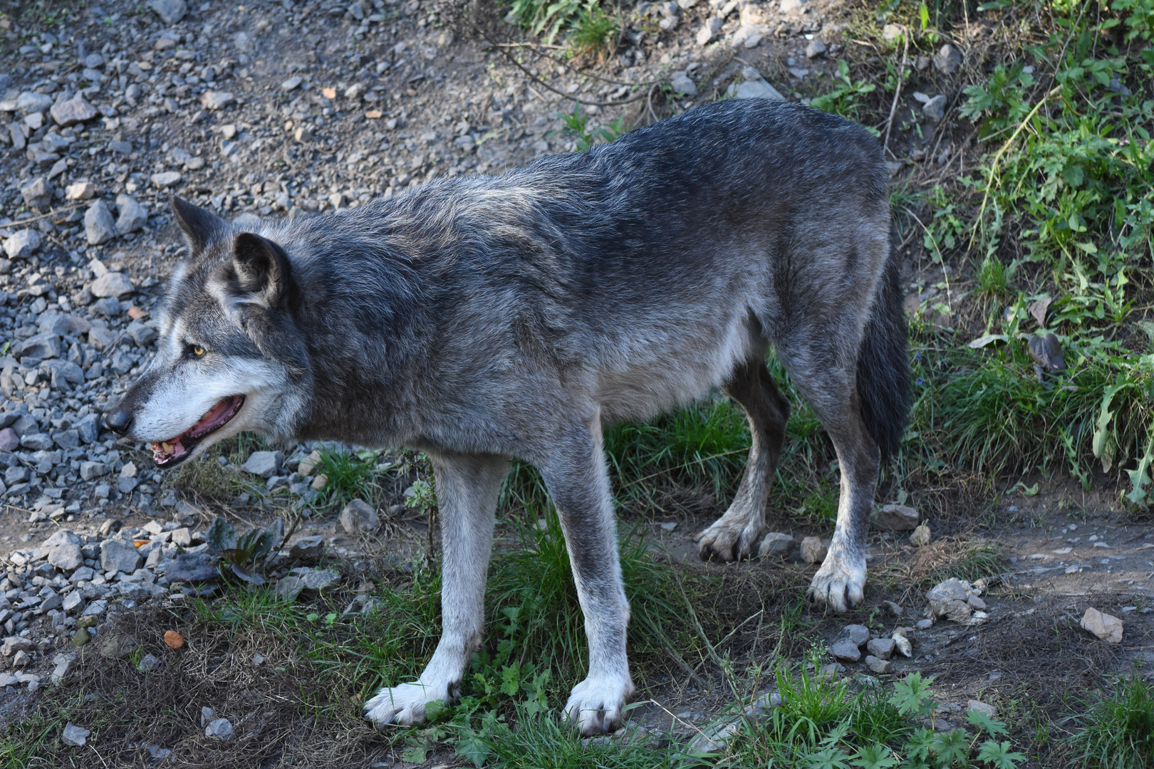 Timberwolf in Beobachtung