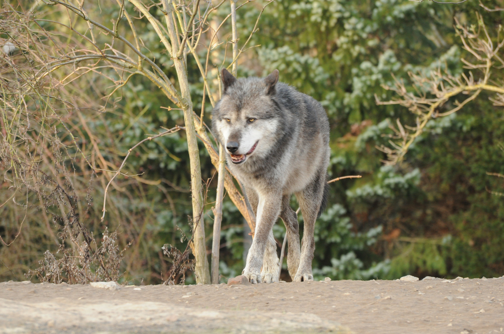 Timberwolf in Lauerstellung