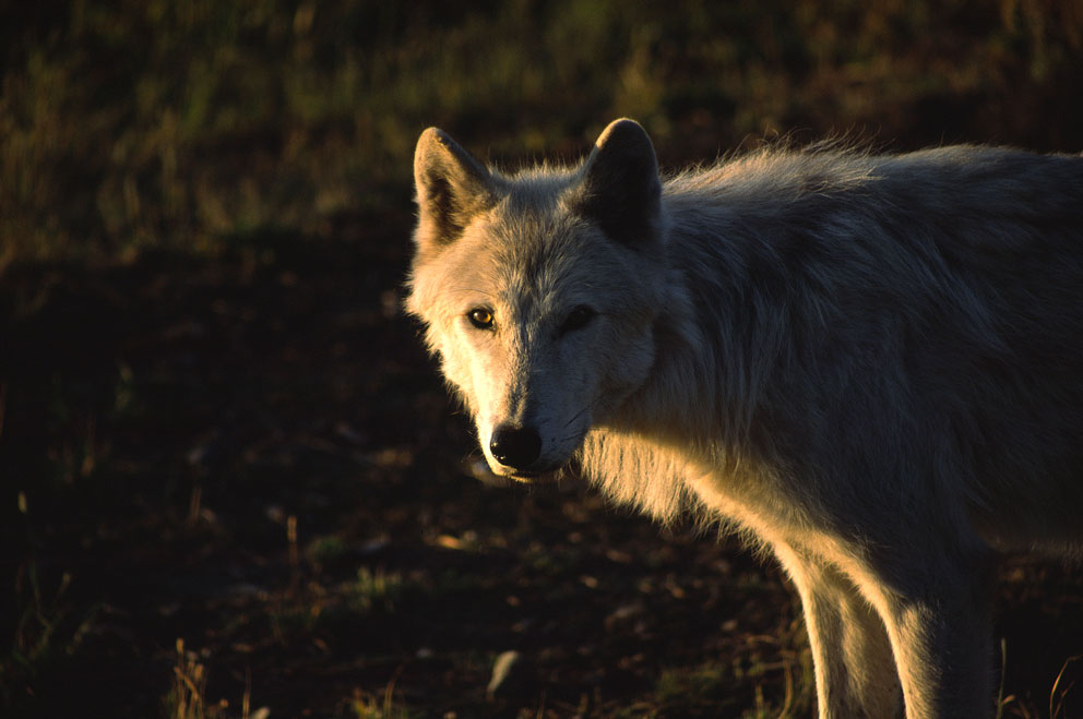 Timberwolf in the morning