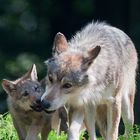 Timberwolf - Jungtier mit stolzer Mutter