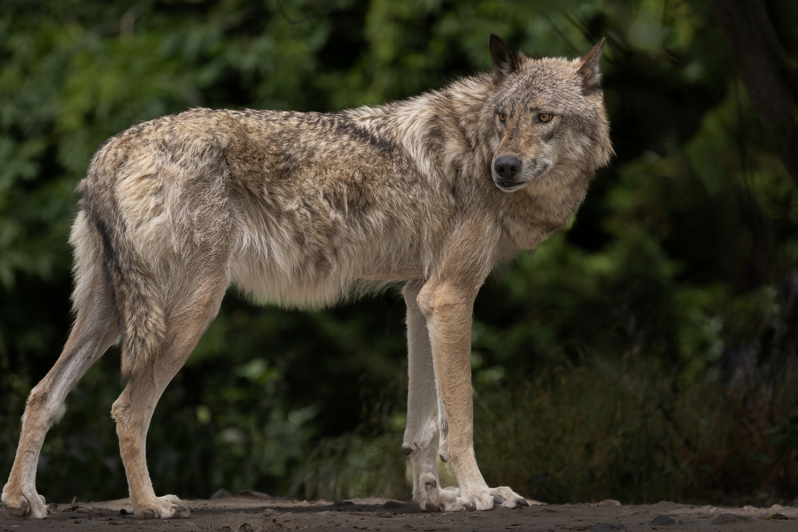 Timberwolf ...mit Rückblick