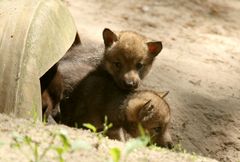 Timberwolf Nachwuchs