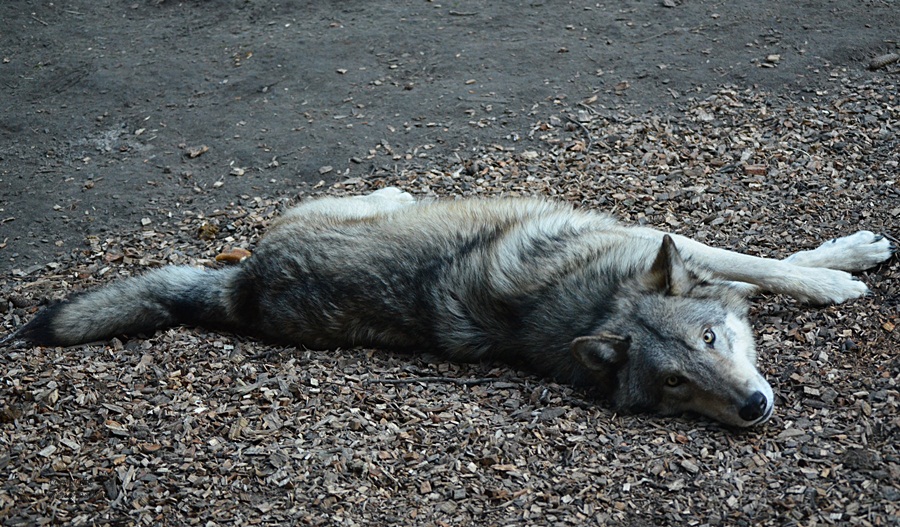 Timberwolf Ole...kuschelt ihr mit mir???