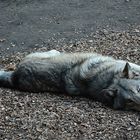 Timberwolf Ole...kuschelt ihr mit mir???