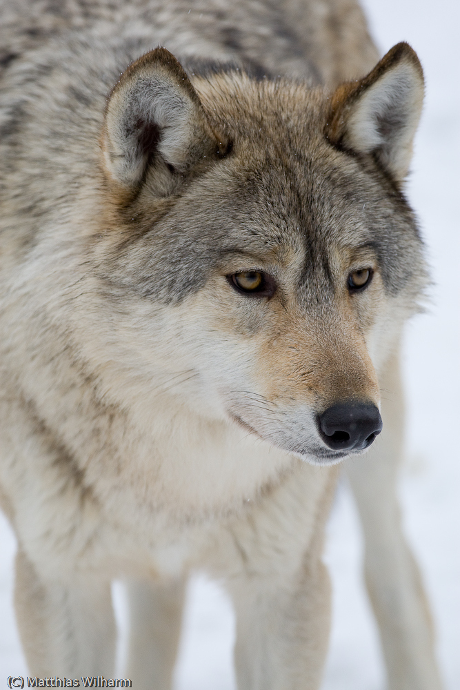 Timberwolf - Porträt