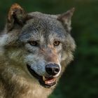 Timberwolf-Portrait 006 (2)