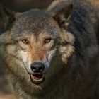 Timberwolf-Portrait 011