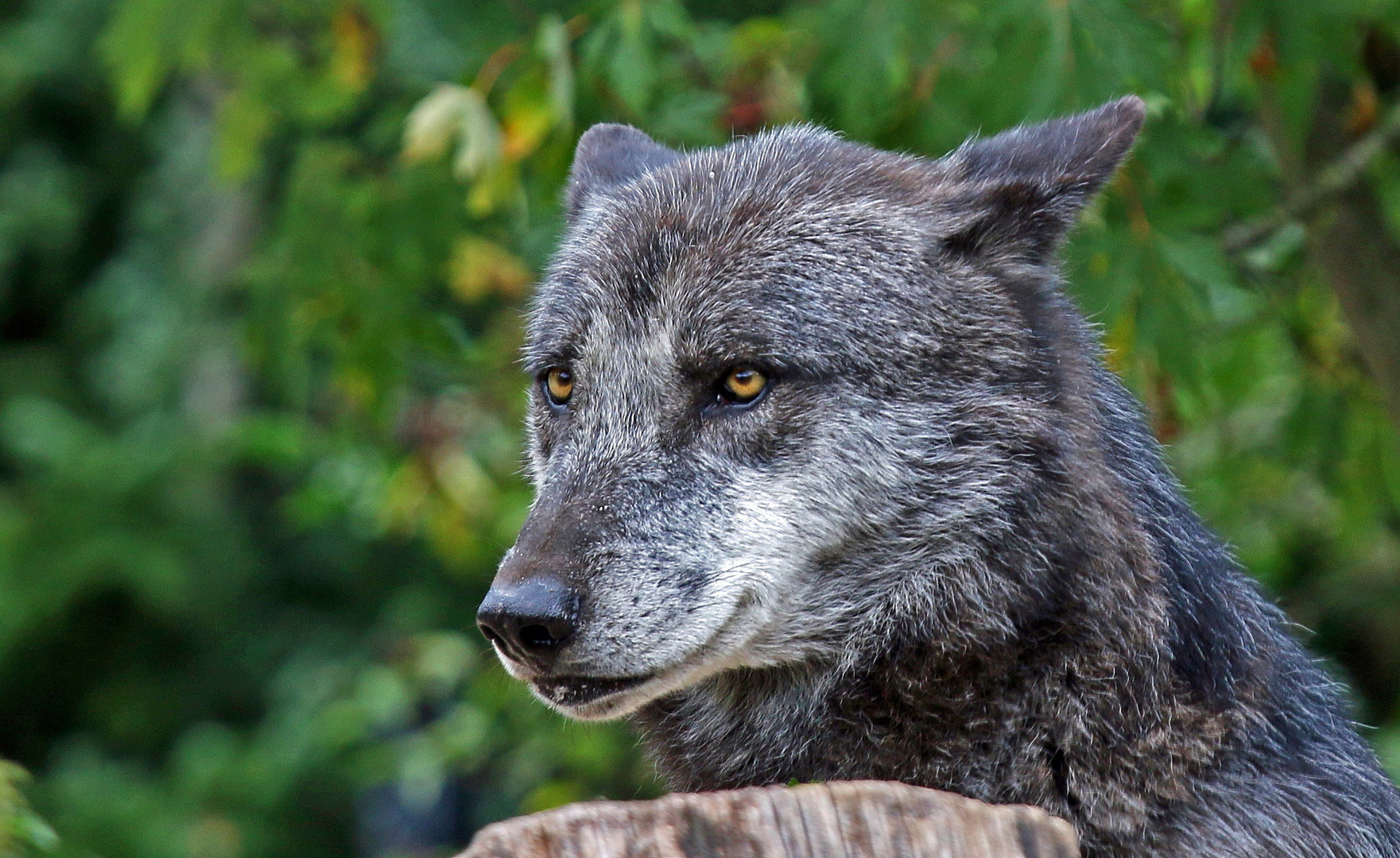 Timberwolf Portrait