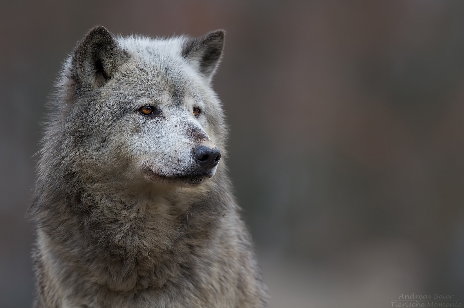 Timberwolf Portrait