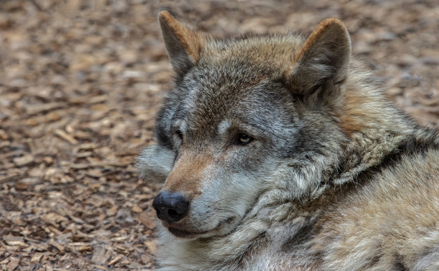 Timberwolf-Portrait im Wildpark Nindorf 001