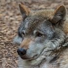 Timberwolf-Portrait im Wildpark Nindorf 001