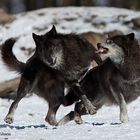 Timberwolf - Streit