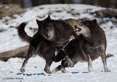 Timberwolf - Streit