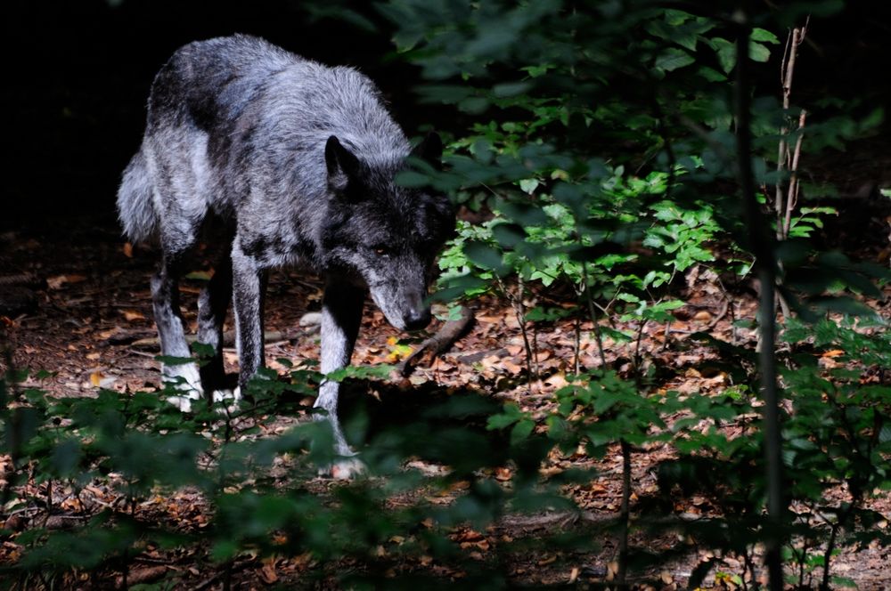 Timberwolf vom Ardetzenberg