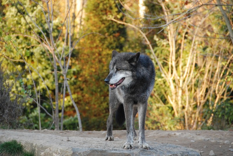 Timberwolf / Zoo Hannover 1