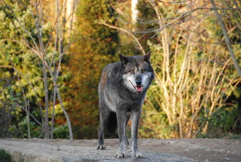 Timberwolf / Zoo Hannover 2