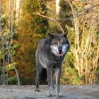 Timberwolf / Zoo Hannover 2