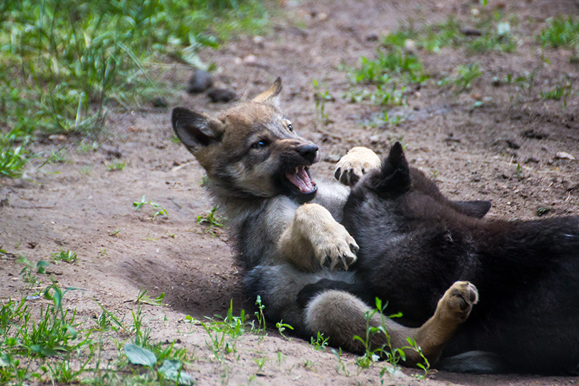 Timberwolfsjunge spielen