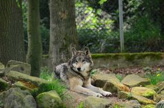 Timberwolf(stand auf dem Schild:D)