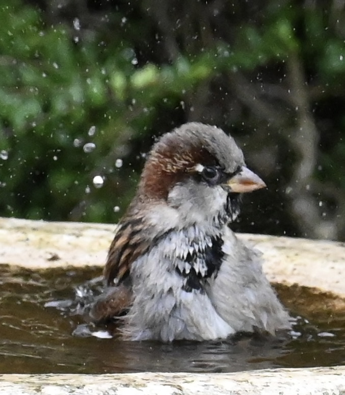 Time for a bath