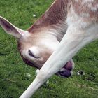 Time for a wash deer!