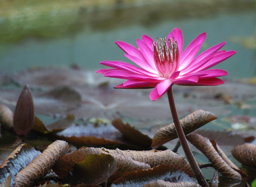 Time of blooming