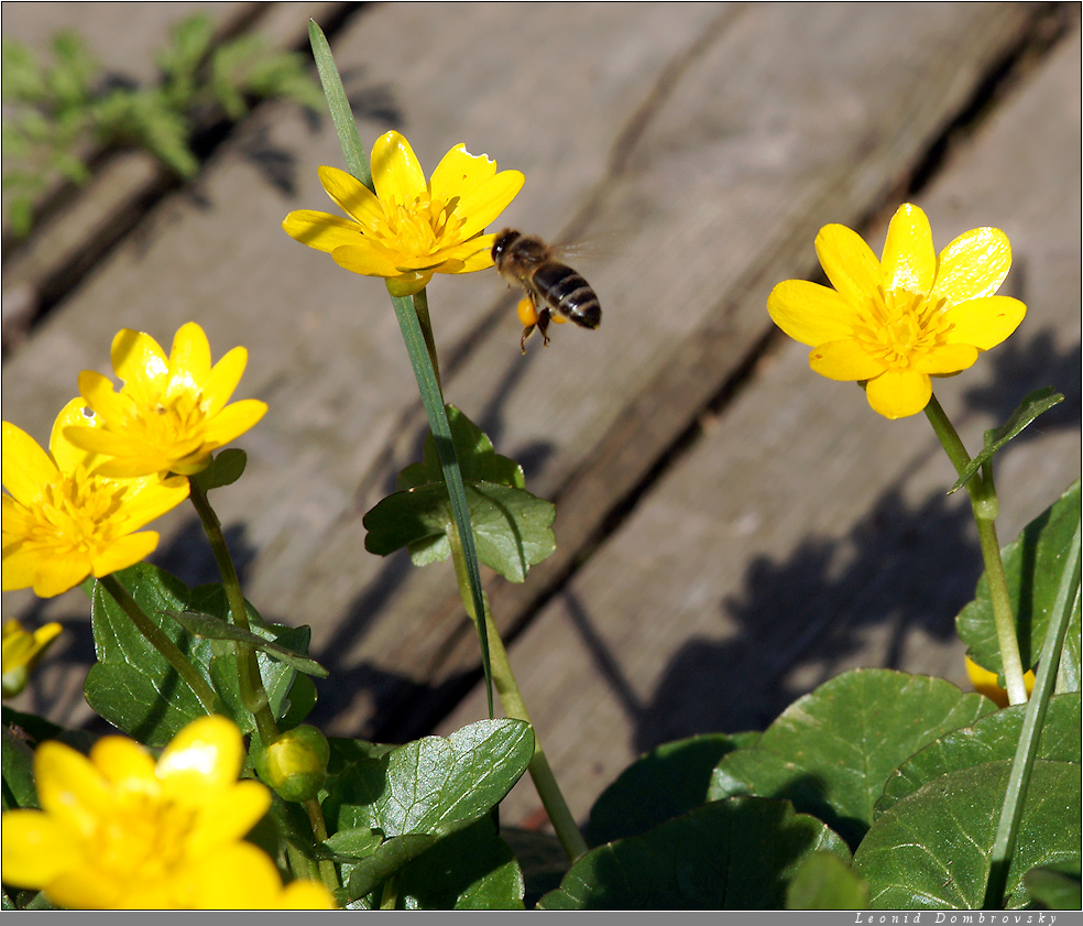 Time to collect pollen