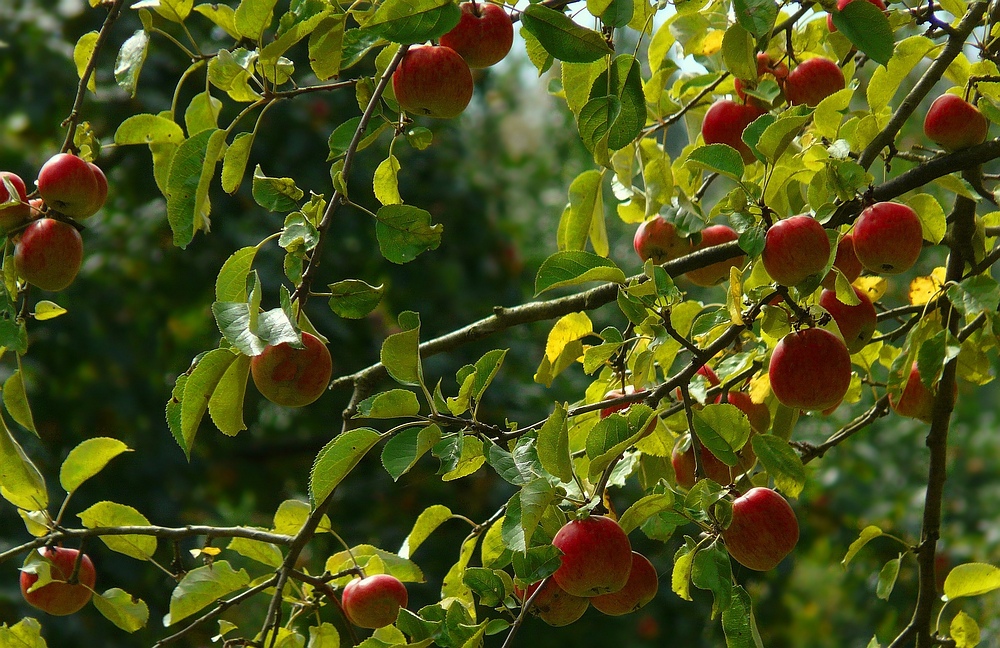 Time to harvest