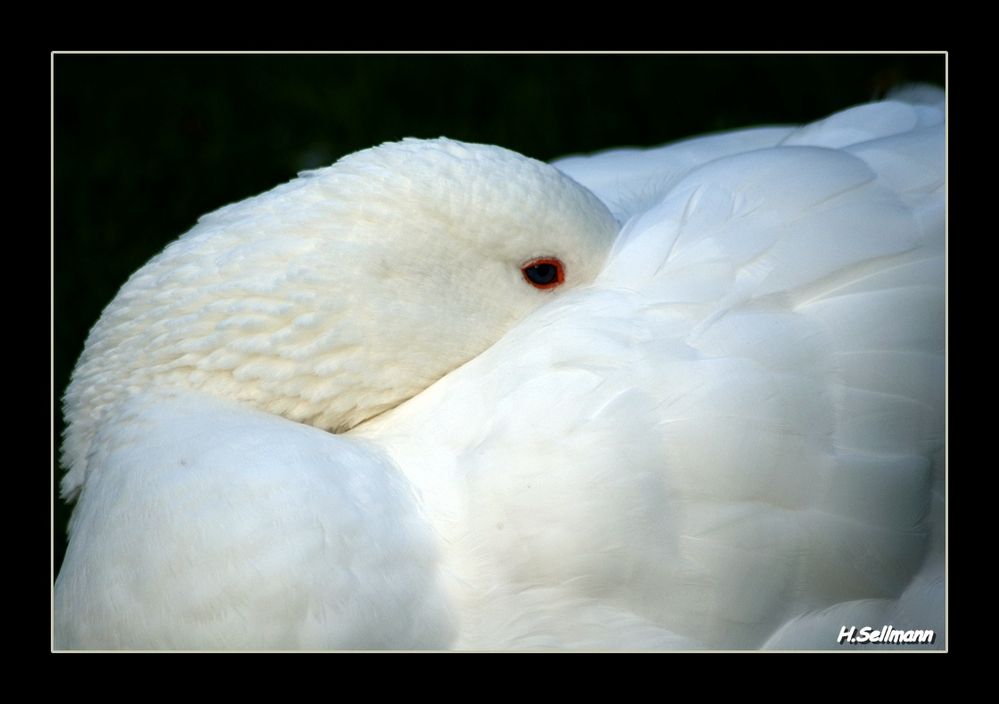 Time to sleep by Horst Sellmann 