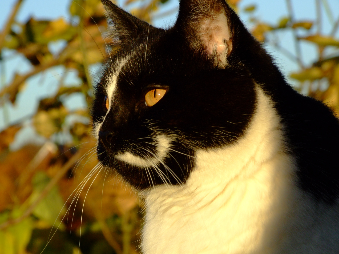 Timi genießt die Herbstsonne