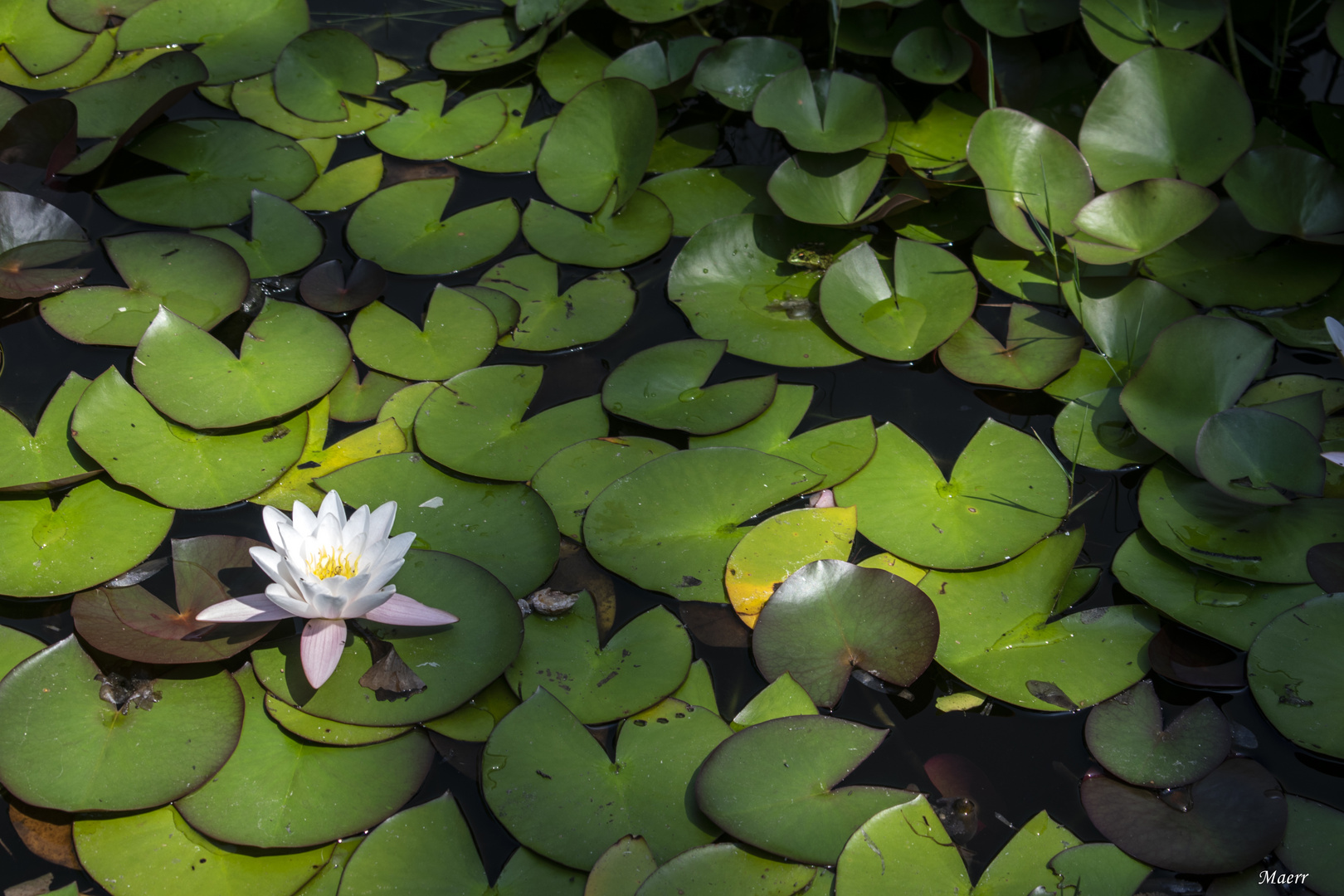 Timida  flor de lotus.