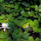 Timida  flor de lotus.