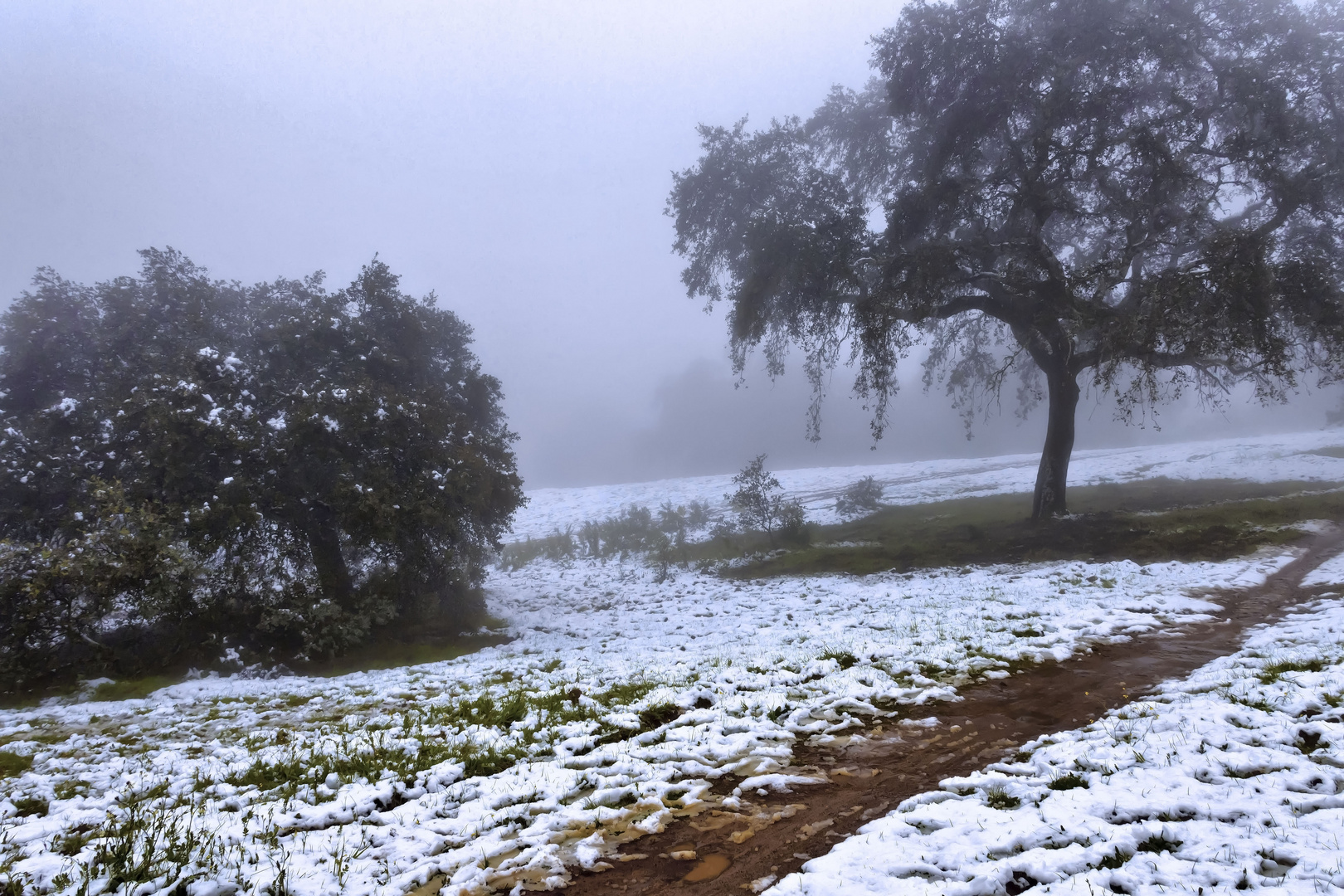 Tímida nieve