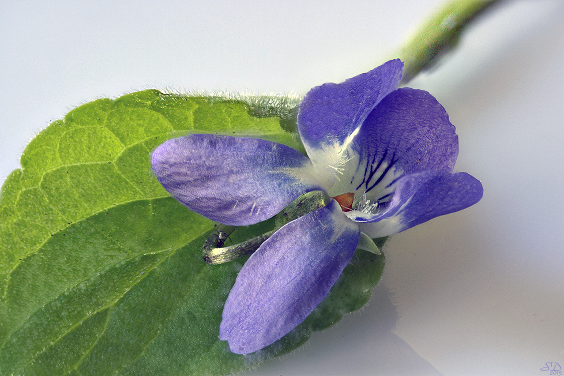 Timide Violette