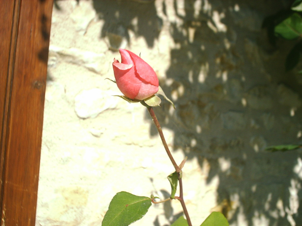 Timidité rose