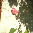 Timidité rose