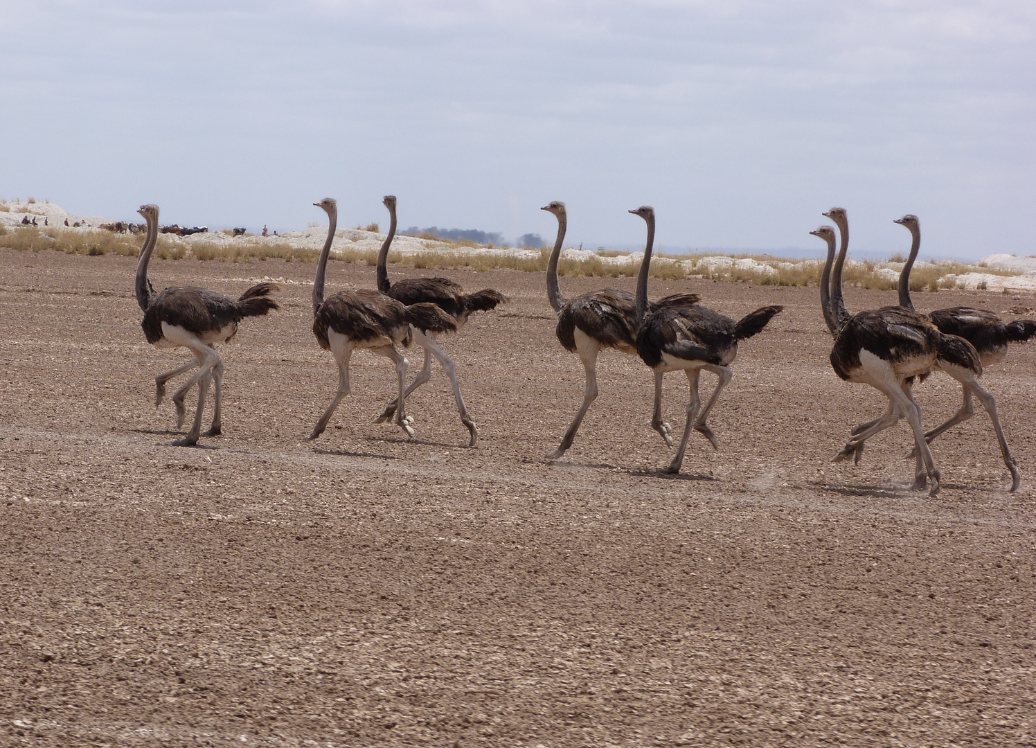 Timmtrab in der Steppe