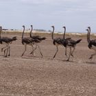 Timmtrab in der Steppe