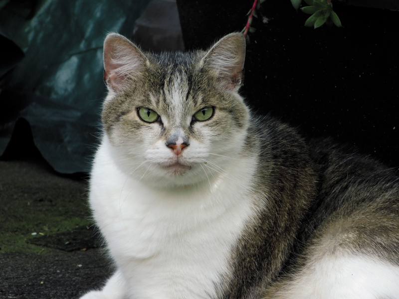 Timmy auf dem Balkon