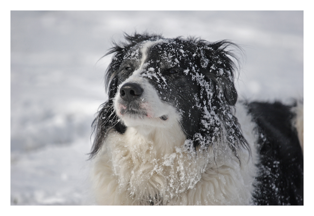 Timmy - der Schneehund