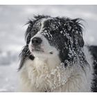 Timmy - der Schneehund