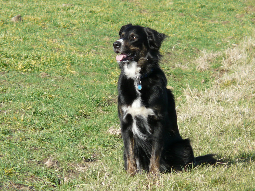 Timmy in der schönen Sonne