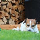 Timmy mit Ball